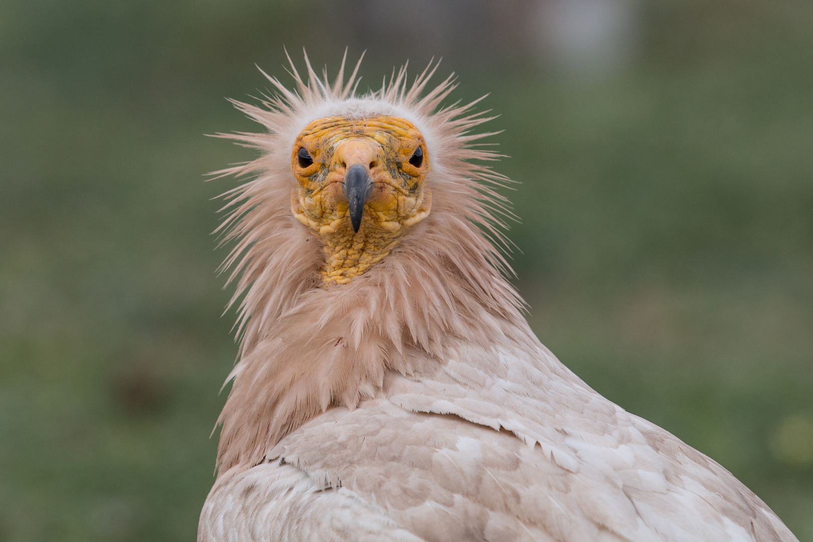 Junge, Junge ! Was bist Du für ein hässlicher Vogel !?