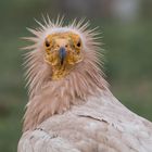 Junge, Junge ! Was bist Du für ein hässlicher Vogel !?