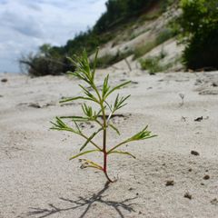 Junge Kämpfernatur