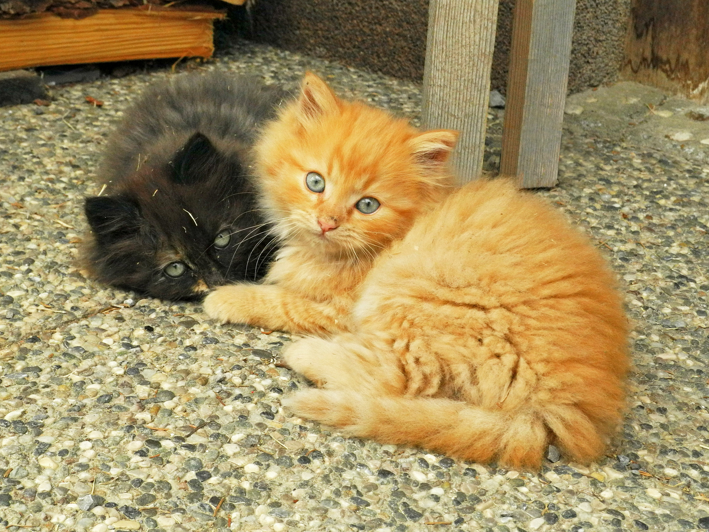 Junge Kätzchen, young kittens.