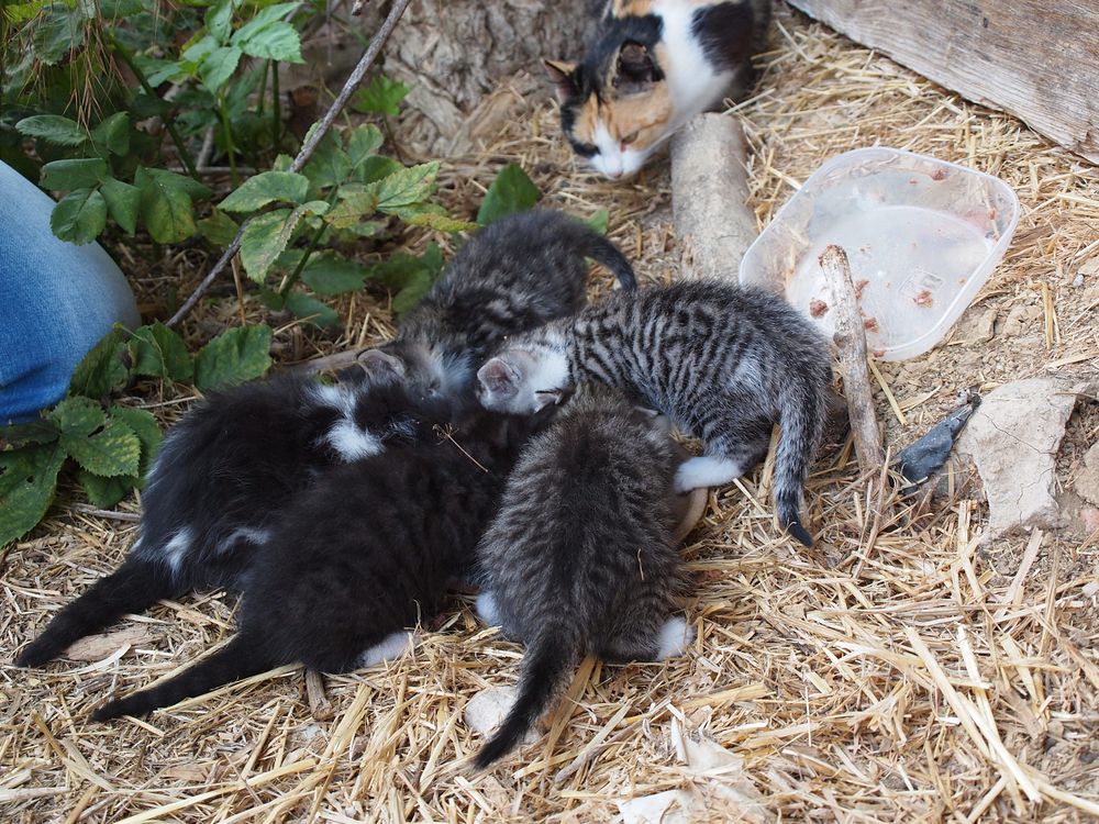 junge Kätzchen, zu verschenken Foto & Bild tiere, tierkinder, junge