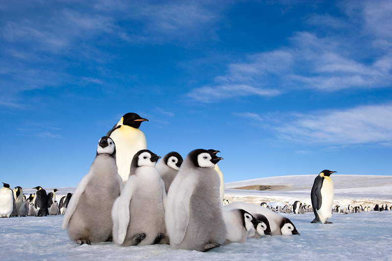 Junge Kaiserpinguine bilden oft einen Kindergarten