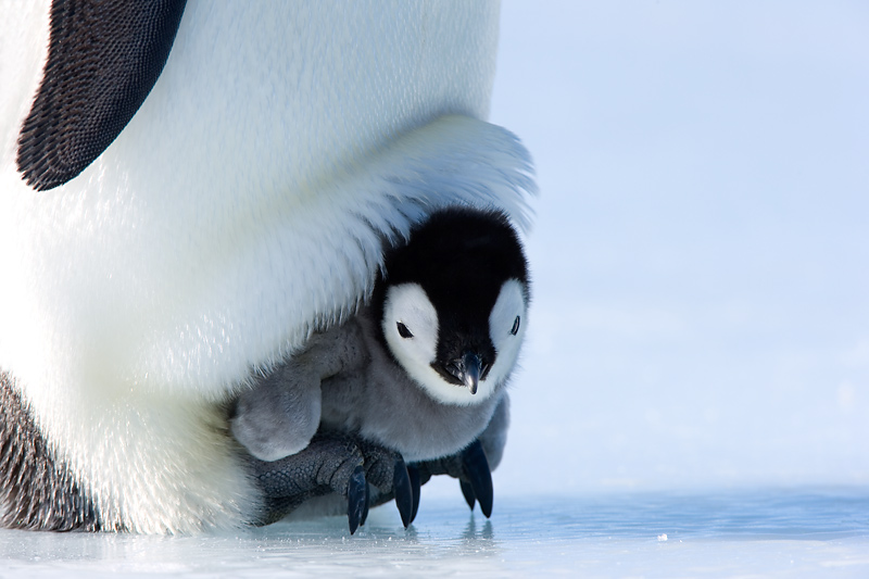 Junge Kaiserpinguine brauchen den Schutz der Eltern