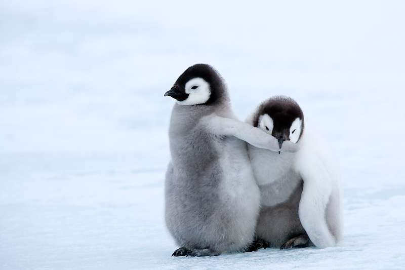 Junge Kaiserpinguine verstehen unter spielen, Flügel zwicken