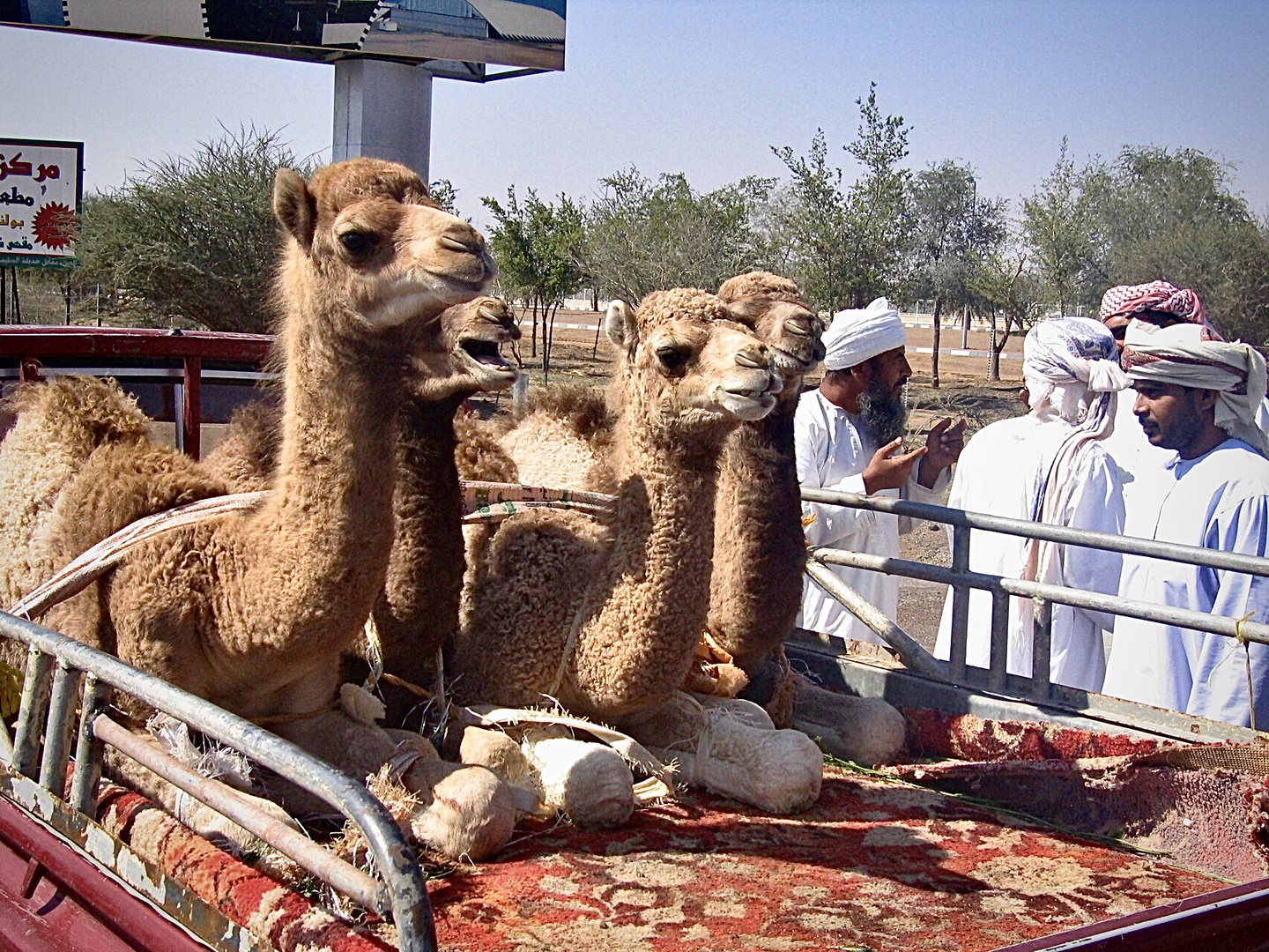 Junge Kamele auf einem Pickup
