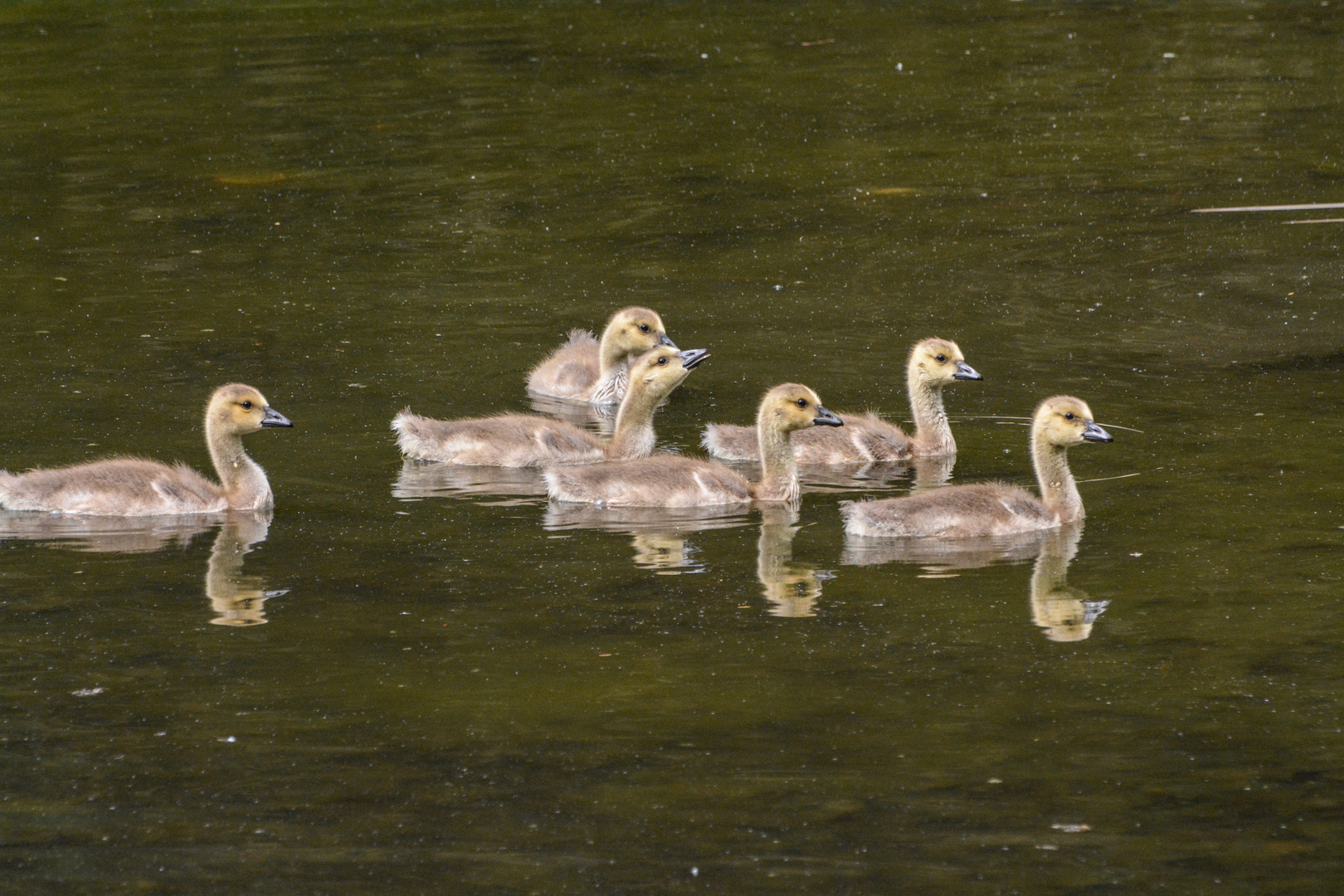 Junge Kanadagänse auf einem Parkweiher in Frankfurt