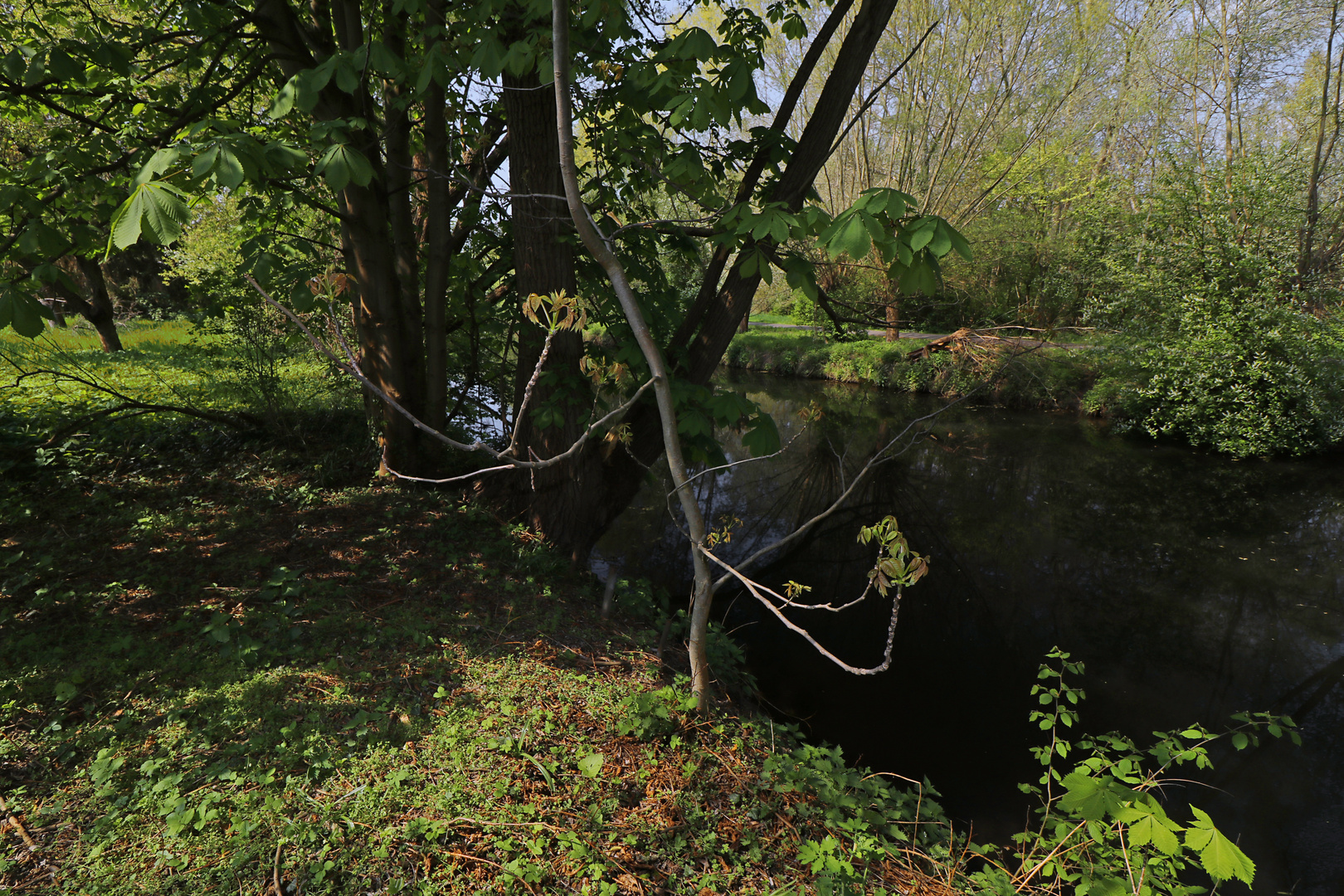 Junge Kastanie am Fluss