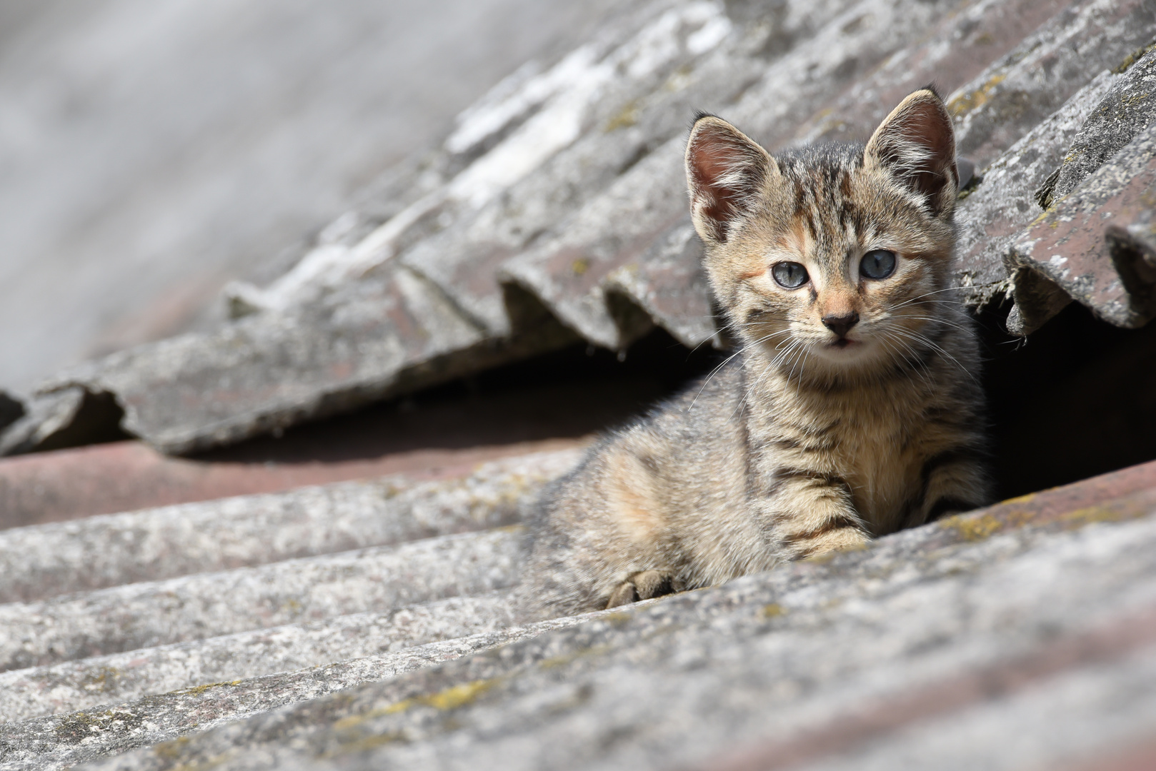 Junge Katze