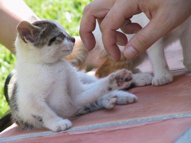 junge Katze