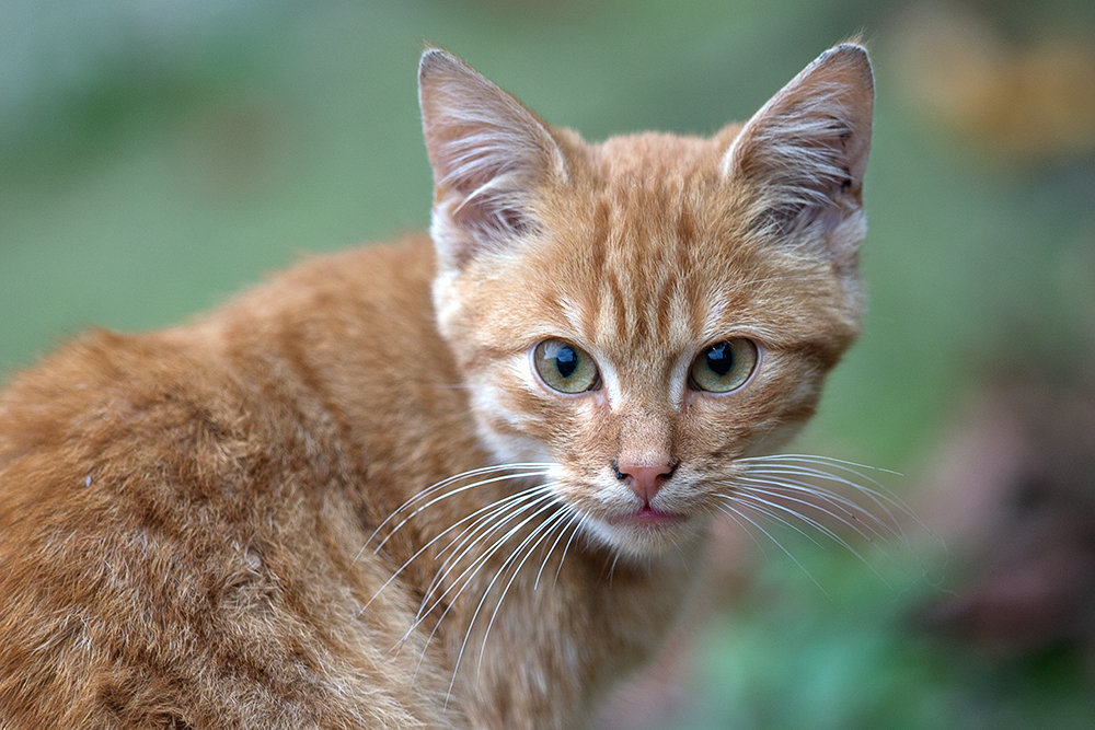 Junge Katze auf dem Bauernhof