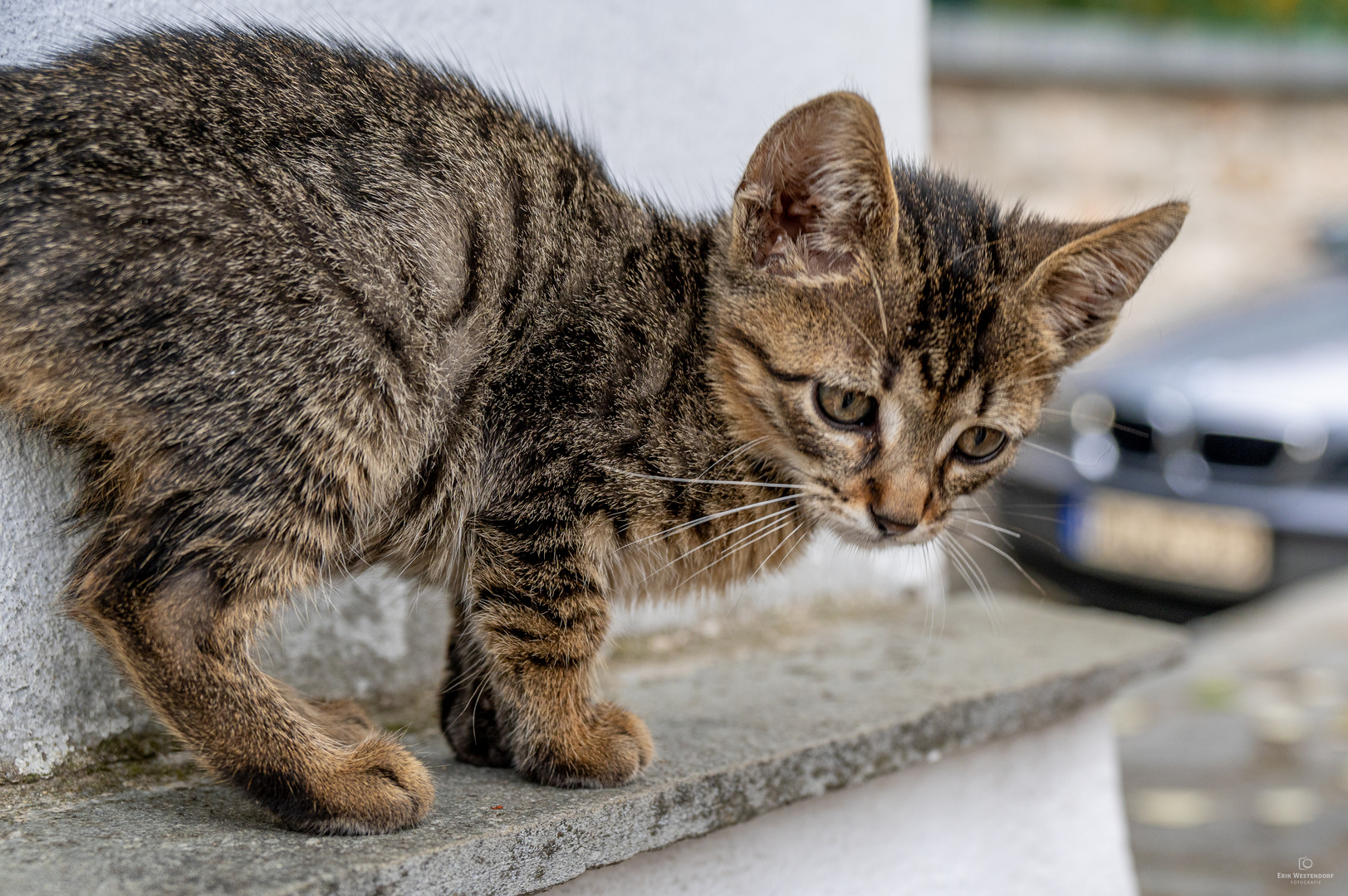 Junge Katze auf Thassos