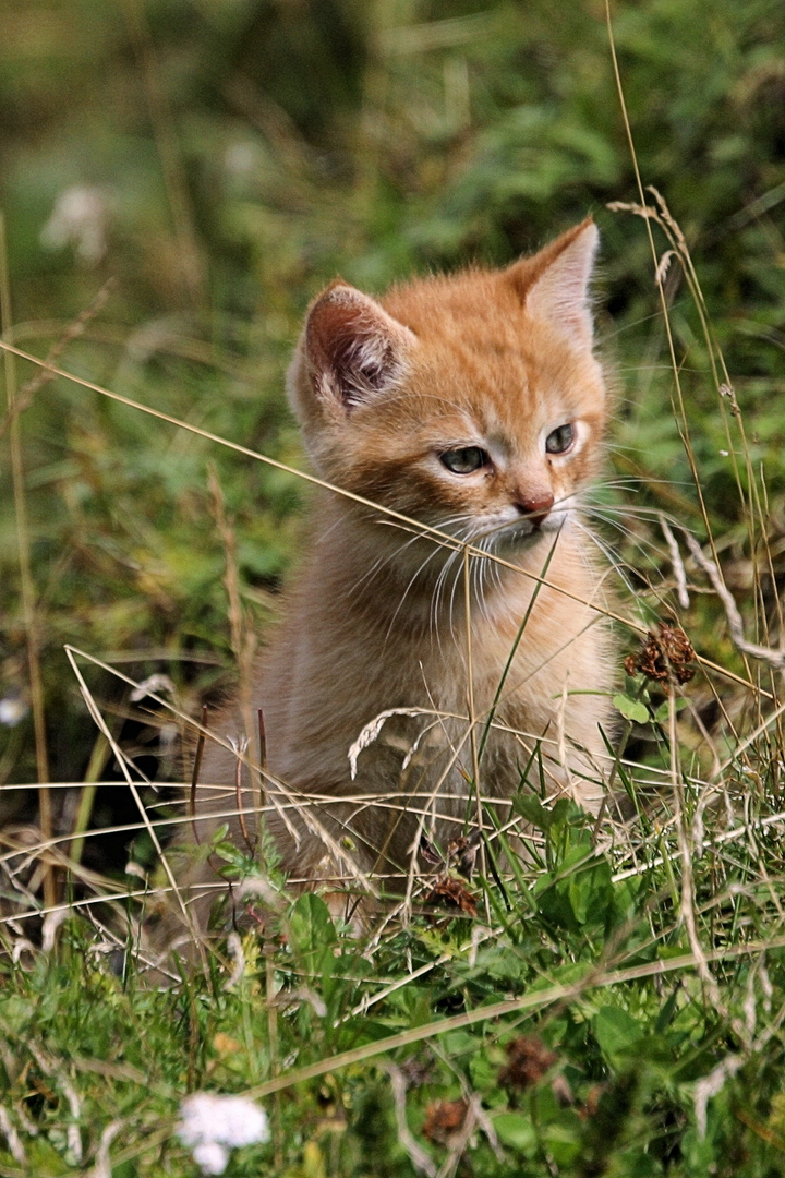 junge Katze Foto & Bild tiere, haustiere, katzen Bilder auf