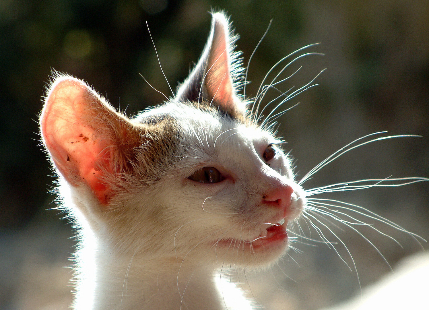 Junge Katze Foto & Bild tiere, haustiere, katzen Bilder auf