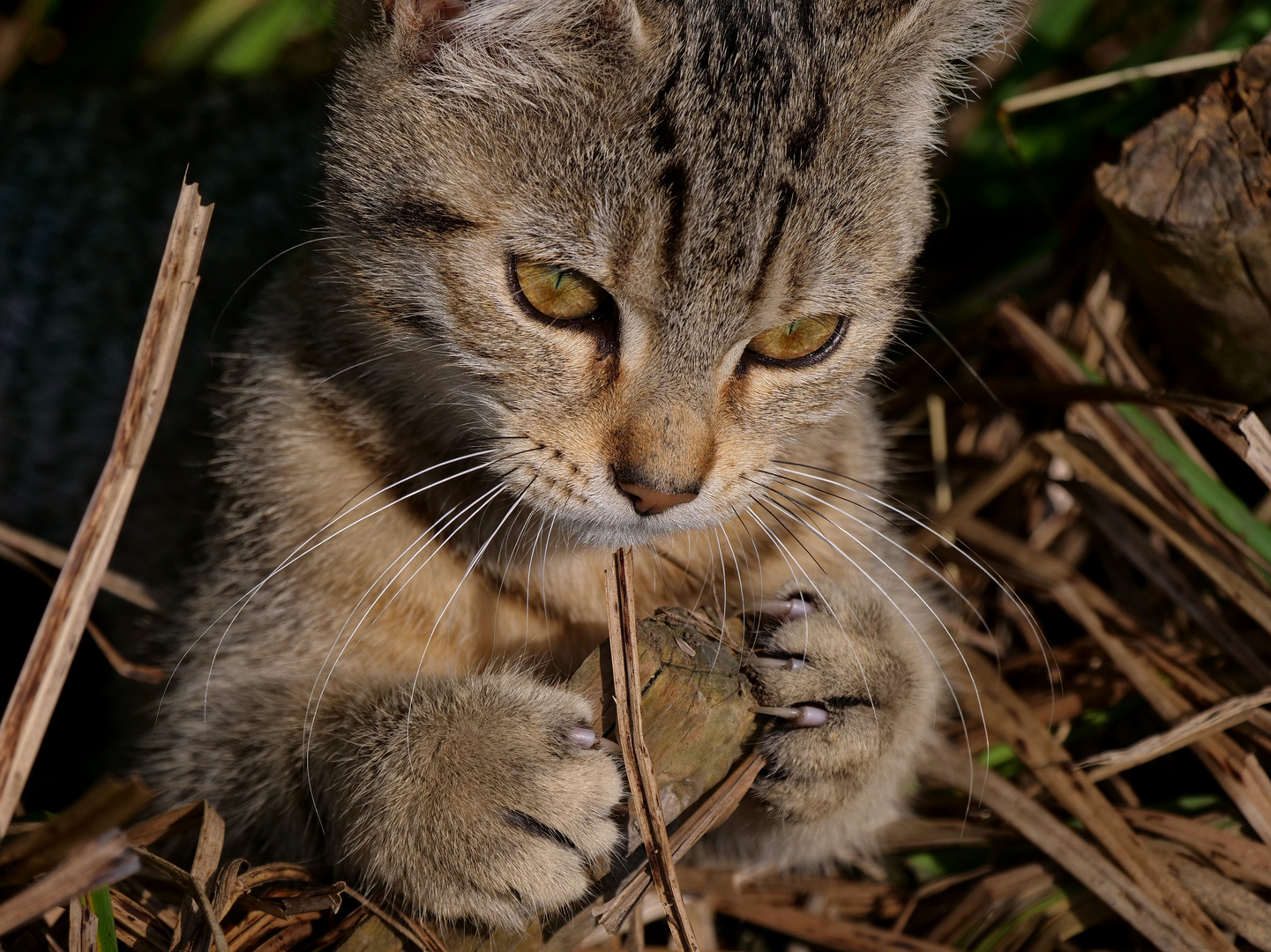 Junge Katze