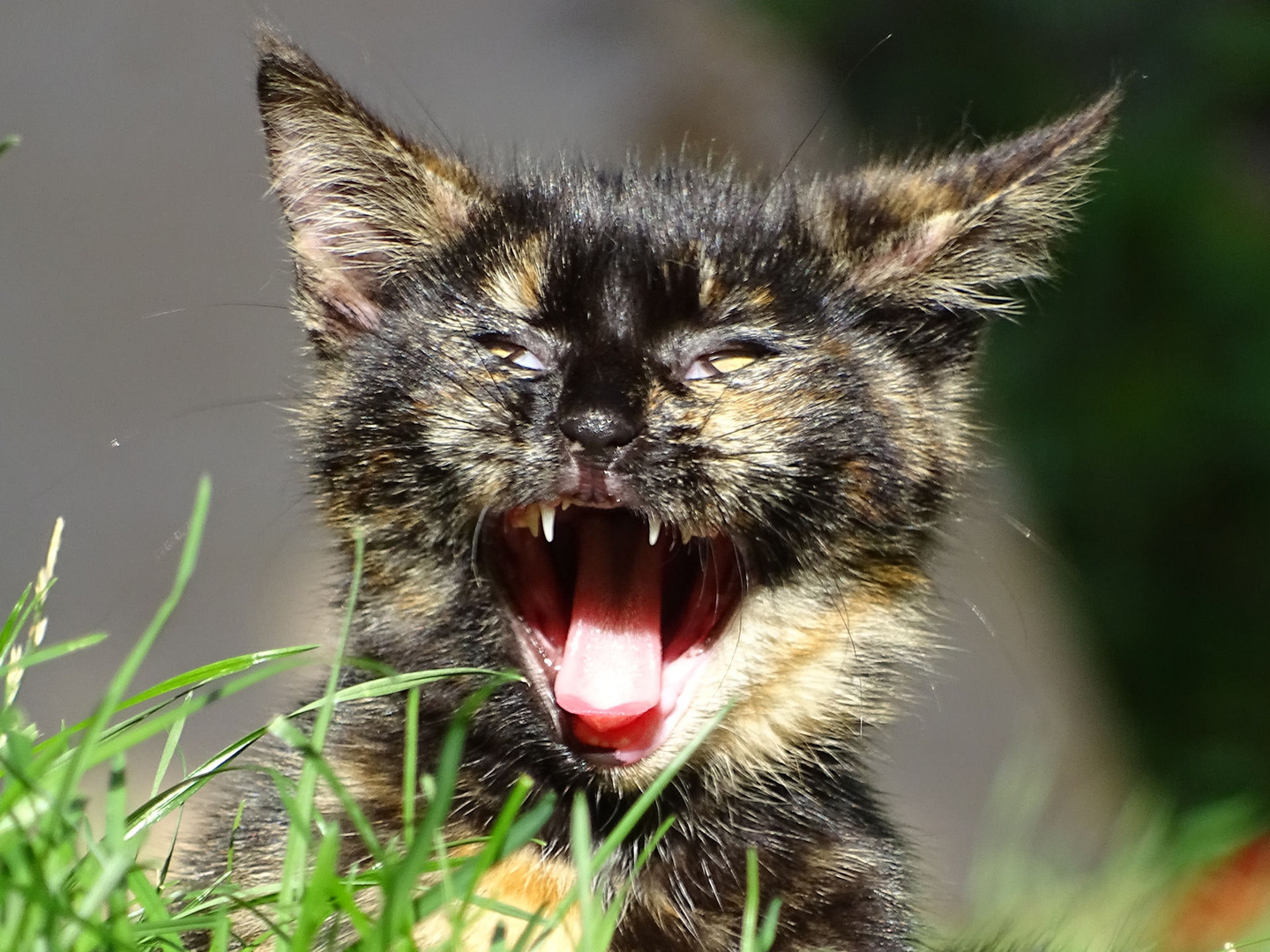 Junge Katze Gähnt