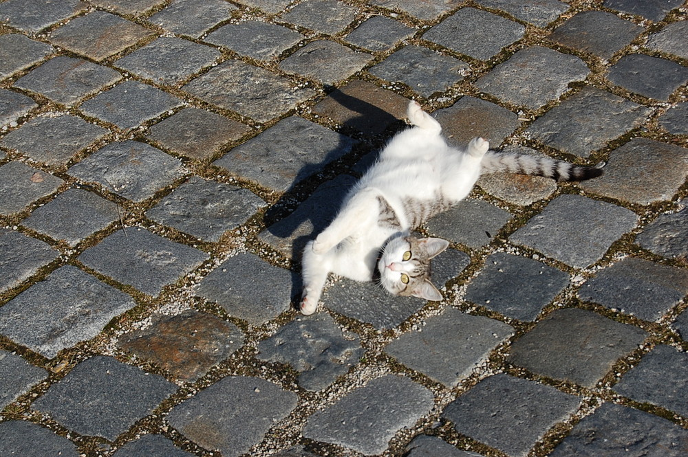 Junge Katze voll in ihrem Spieltrieb erwischt :)