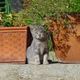 Junge Katze zwischen Terracotta