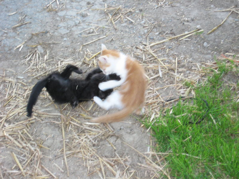 junge katzen beim spielen