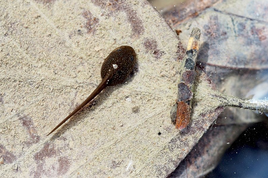 Junge Kaulquappe und Köcherfliegenlarve unter dem Wasser ...