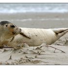 Junge Kegelrobbe auf Amrum....