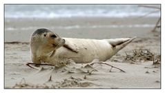 Junge Kegelrobbe auf Amrum....