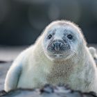 Junge Kegelrobbe auf Helgoland