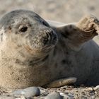 Junge Kegelrobbe auf Helgoland