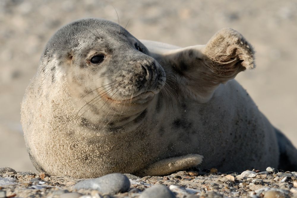 Junge Kegelrobbe auf Helgoland