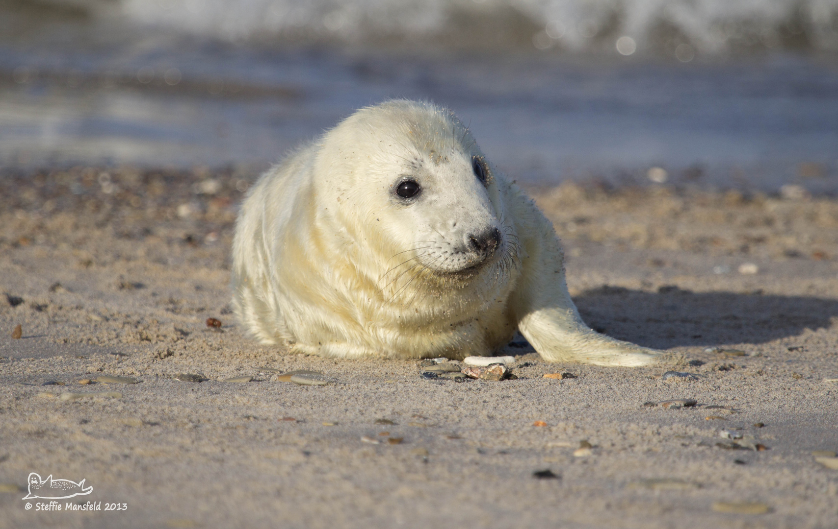 Junge Kegelrobbe - Helgoland