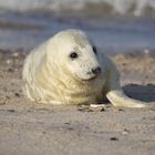 Junge Kegelrobbe - Helgoland