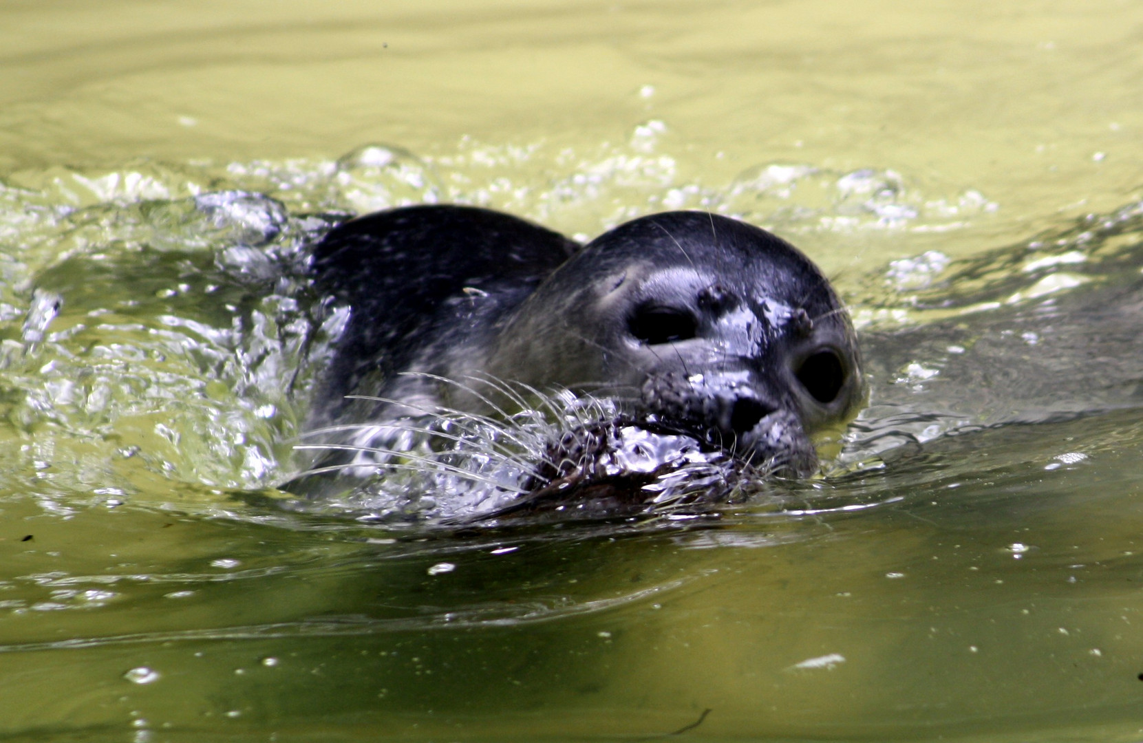 Junge Kegelrobbe im Duisburger Zoo