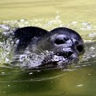 Junge Kegelrobbe im Duisburger Zoo