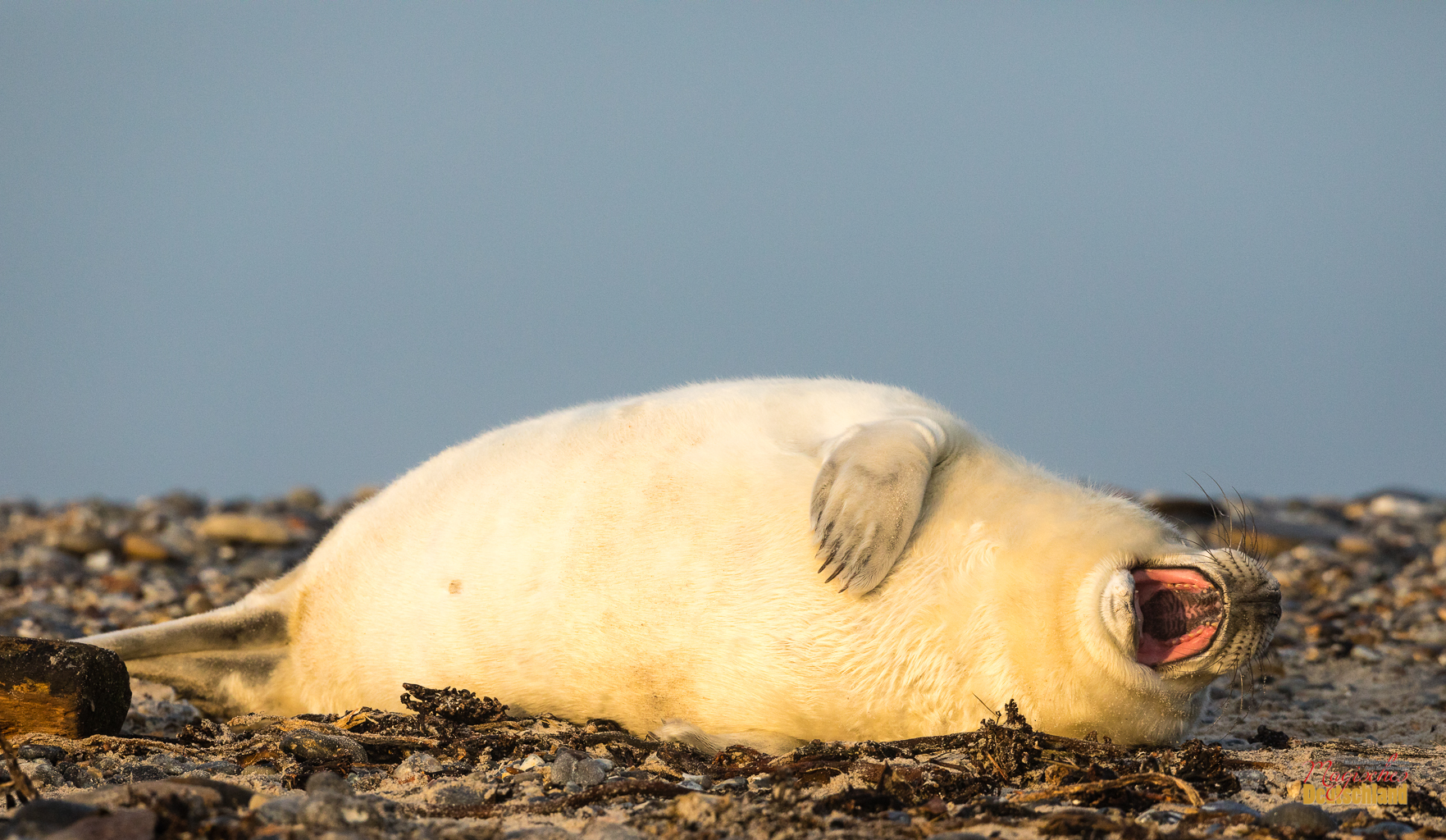 Junge Kegelrobbe im Morgenlicht auf Helgoland - aus dem Projekt "Magisches Deutschland"