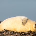 Junge Kegelrobbe im Morgenlicht auf Helgoland - aus dem Projekt "Magisches Deutschland"