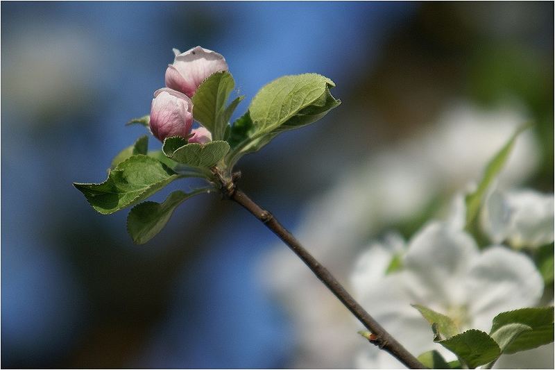 Junge Kirschblüte