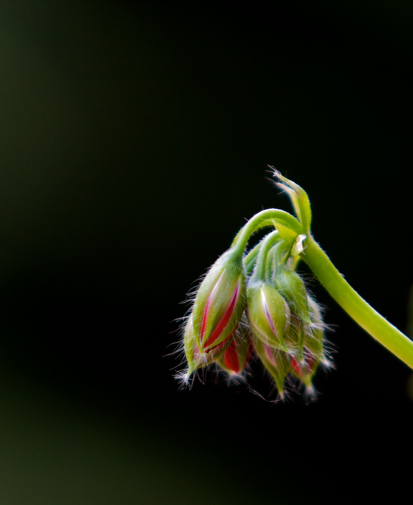 junge Knospen