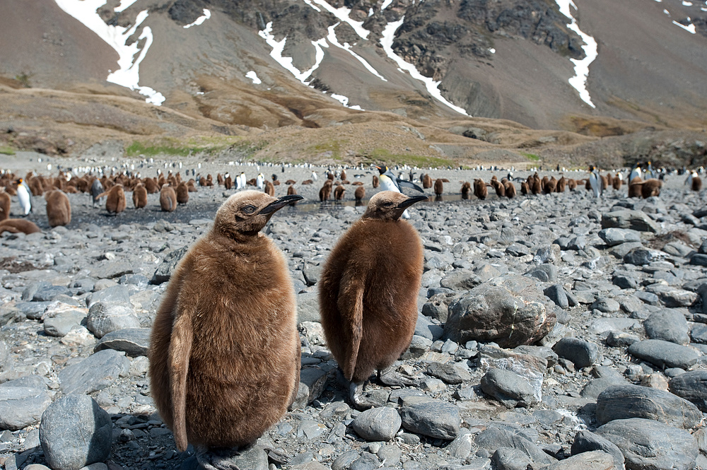 Junge Königspinguine