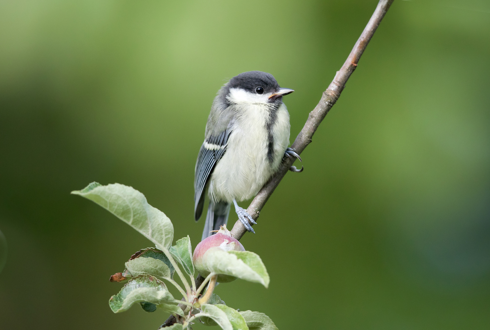 Junge Kohlmeise Foto & Bild | tiere, wildlife, wild lebende vögel Bilder auf fotocommunity