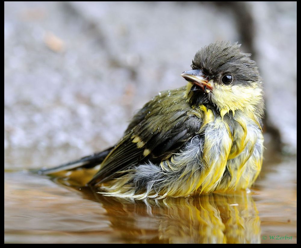 - Junge Kohlmeise beim Baden -