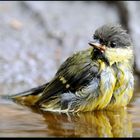 - Junge Kohlmeise beim Baden -