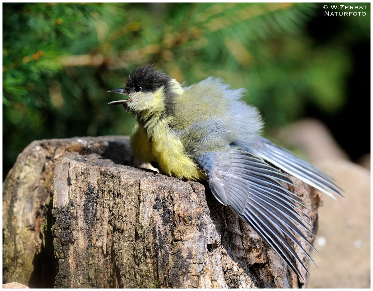 - Junge Kohlmeise beim Sonnenbaden ( Parus major )