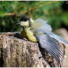 - Junge Kohlmeise beim Sonnenbaden ( Parus major )