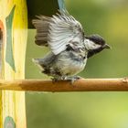 Junge Kohlmeise beim Üben vor dem 1. Abflug