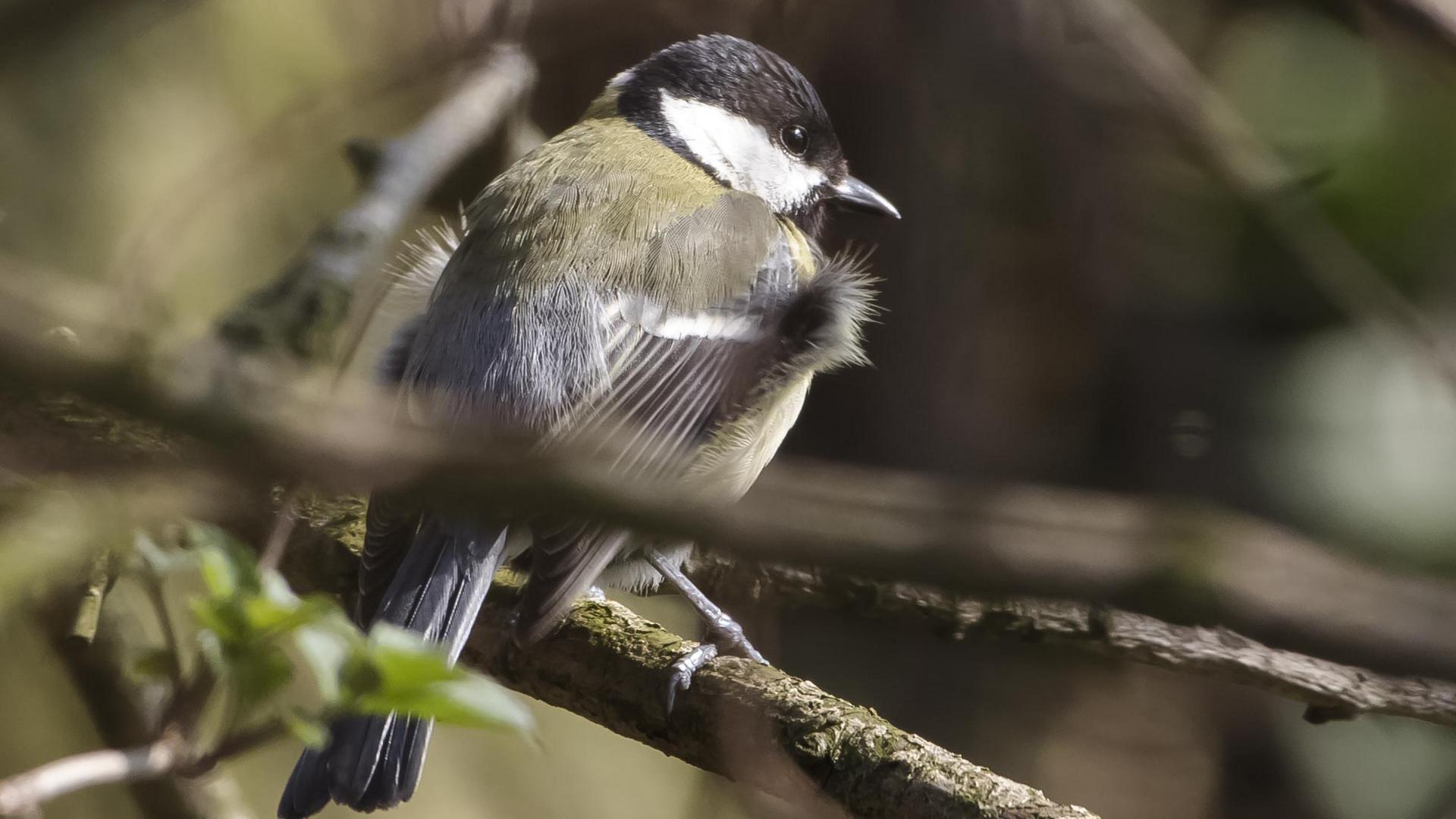 Junge Kohlmeise Foto & Bild | monatswettbewerbe natur, 01 - kohlmeisen im winter, 2018 Bilder ...