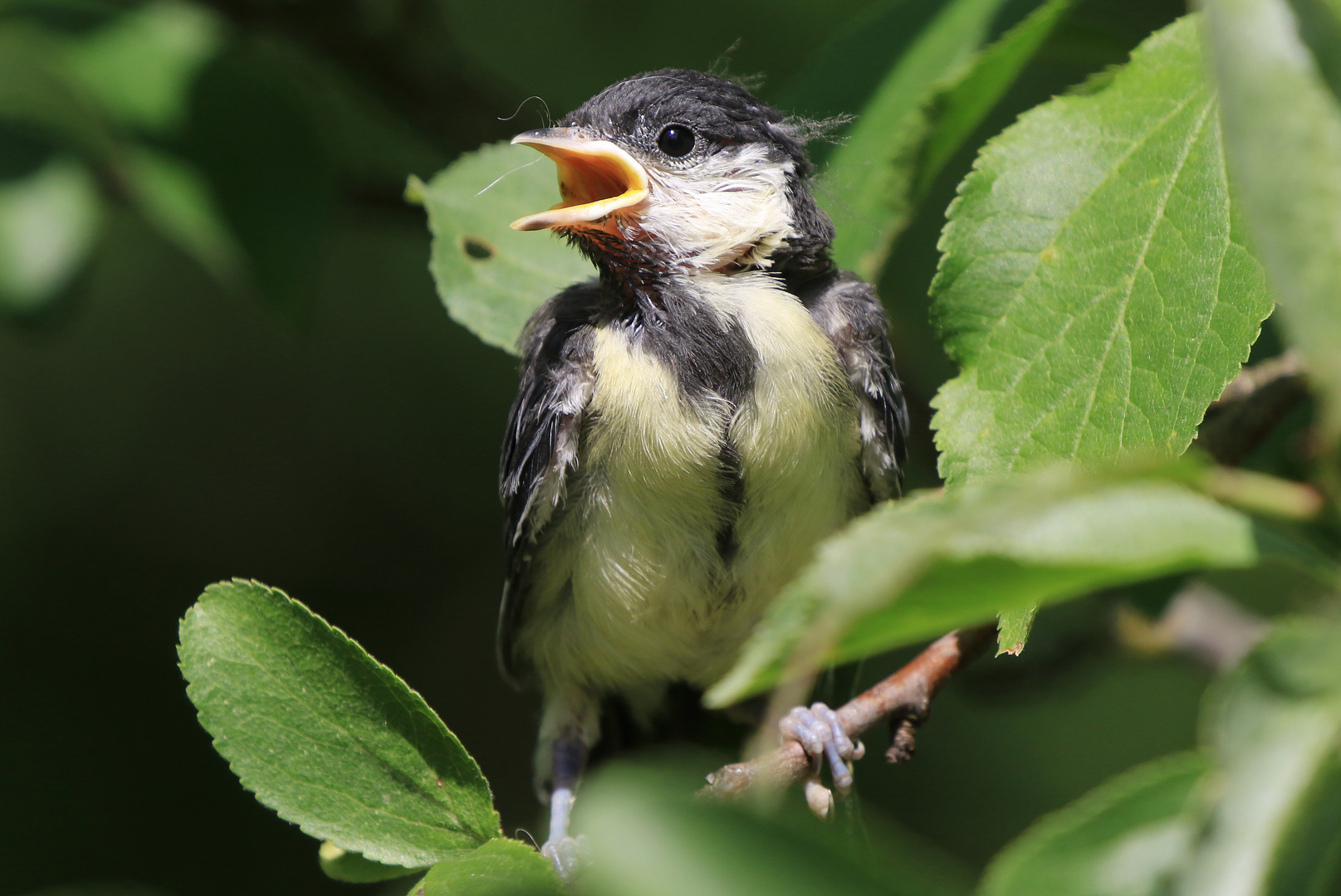 Junge Kohlmeise... Foto & Bild | tiere, wildlife, wild lebende vögel Bilder auf fotocommunity