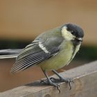 junge Kohlmeise (Parus Major)