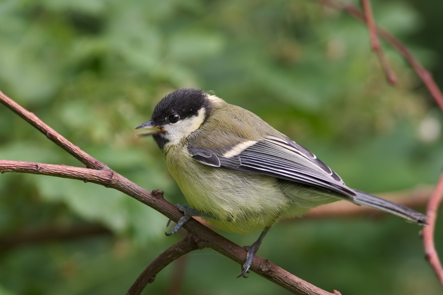 Junge Kohlmeise (Parus major)