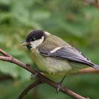 Junge Kohlmeise (Parus major)