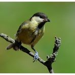 - Junge Kohlmeise - ( Parus major )