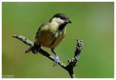 - Junge Kohlmeise - ( Parus major )